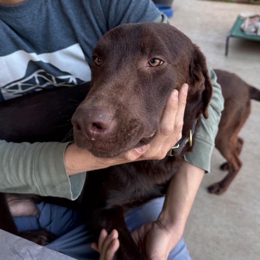 Enlarge Calvin, a Adoptable mixed breed in San Antonio, TX image 4/6