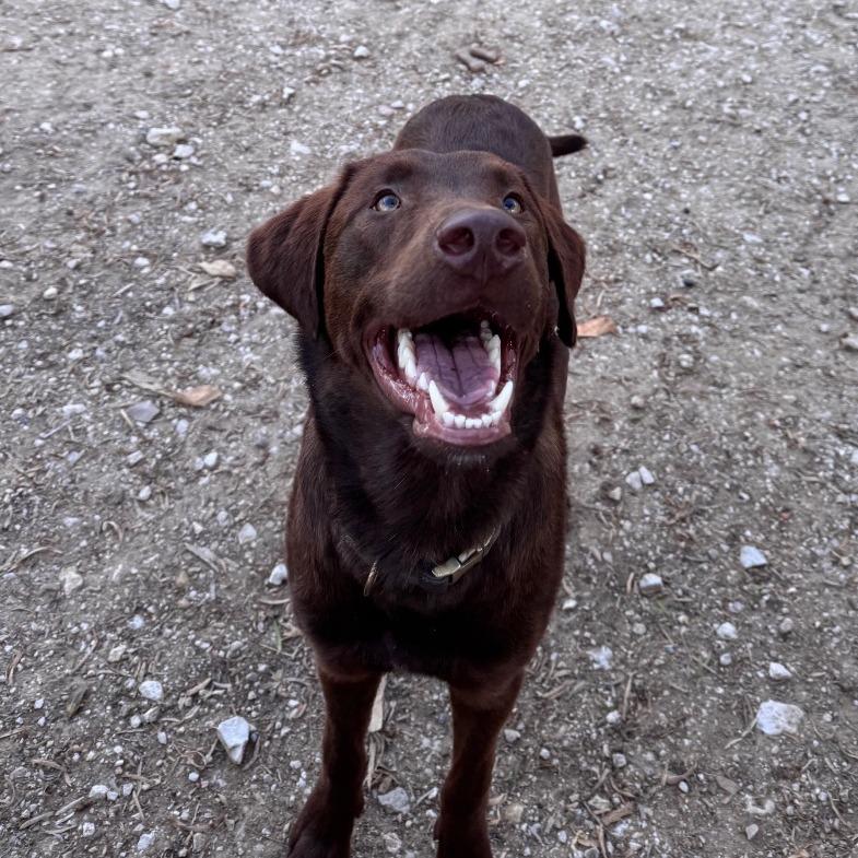 Enlarge Calvin, a Adoptable mixed breed in San Antonio, TX image 5/6