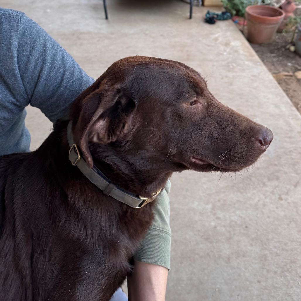 Enlarge Calvin, a Adoptable mixed breed in San Antonio, TX image 6/6