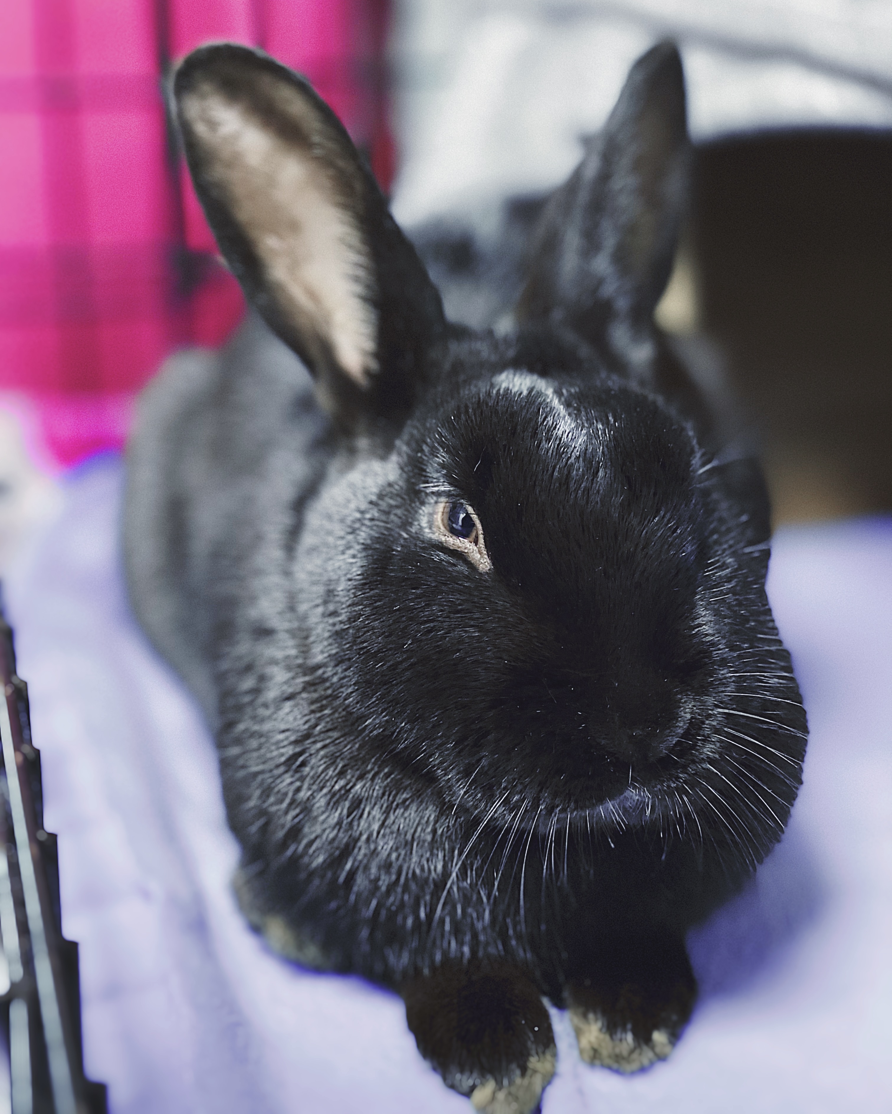 Jelly & Bean, a Adoptable Havana in Whitehall, PA image 1/12