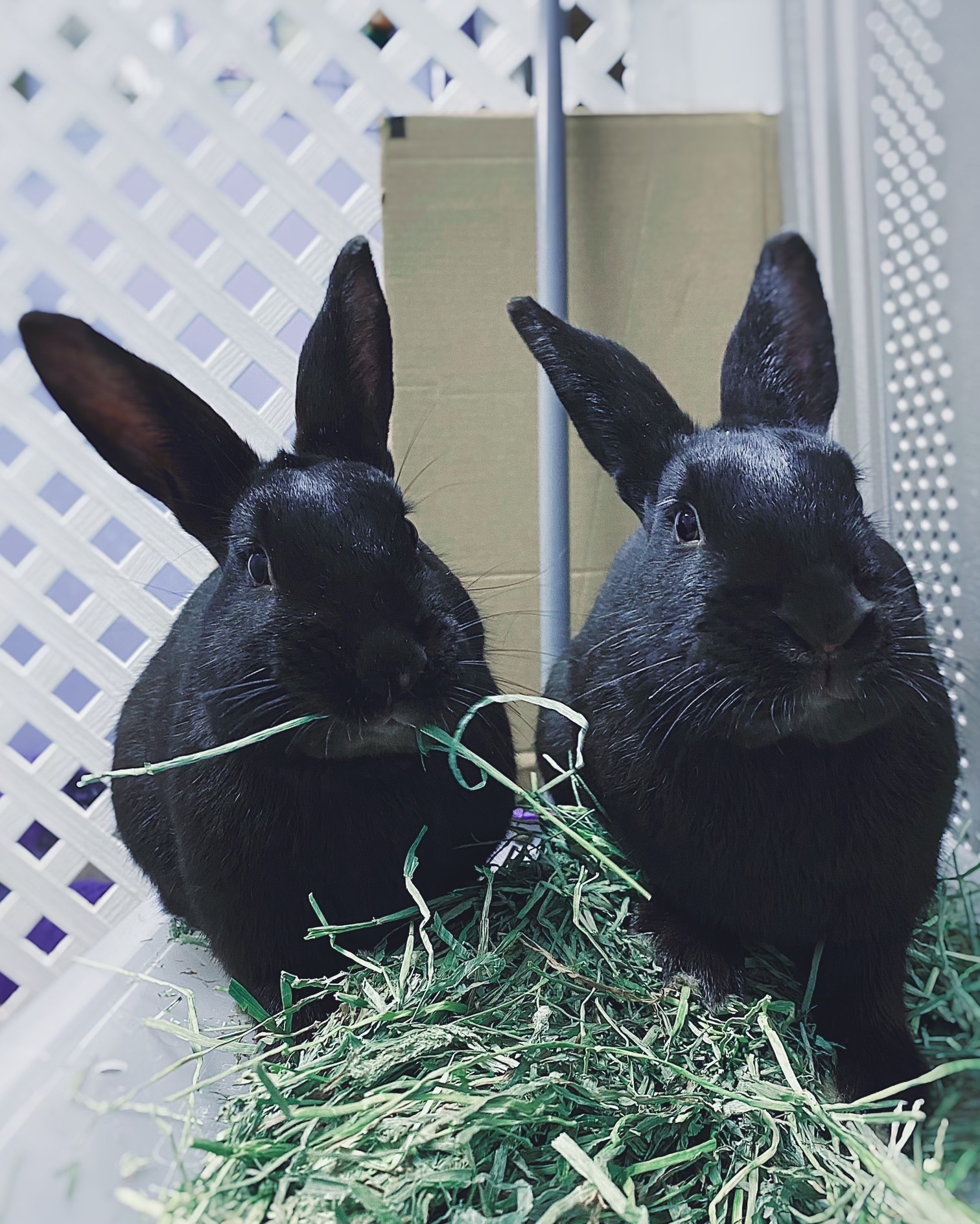 Jelly & Bean, a Adoptable Havana in Whitehall, PA image 2/12