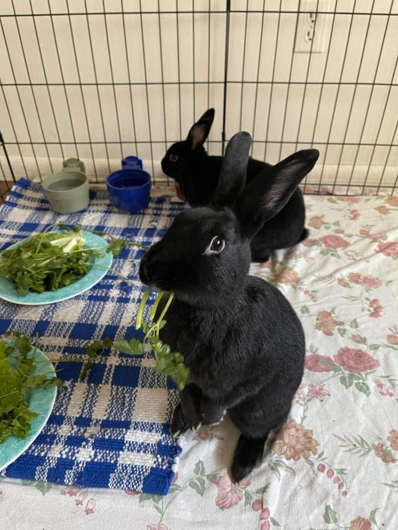 Jelly & Bean, a Adoptable Havana in Whitehall, PA image 3/12