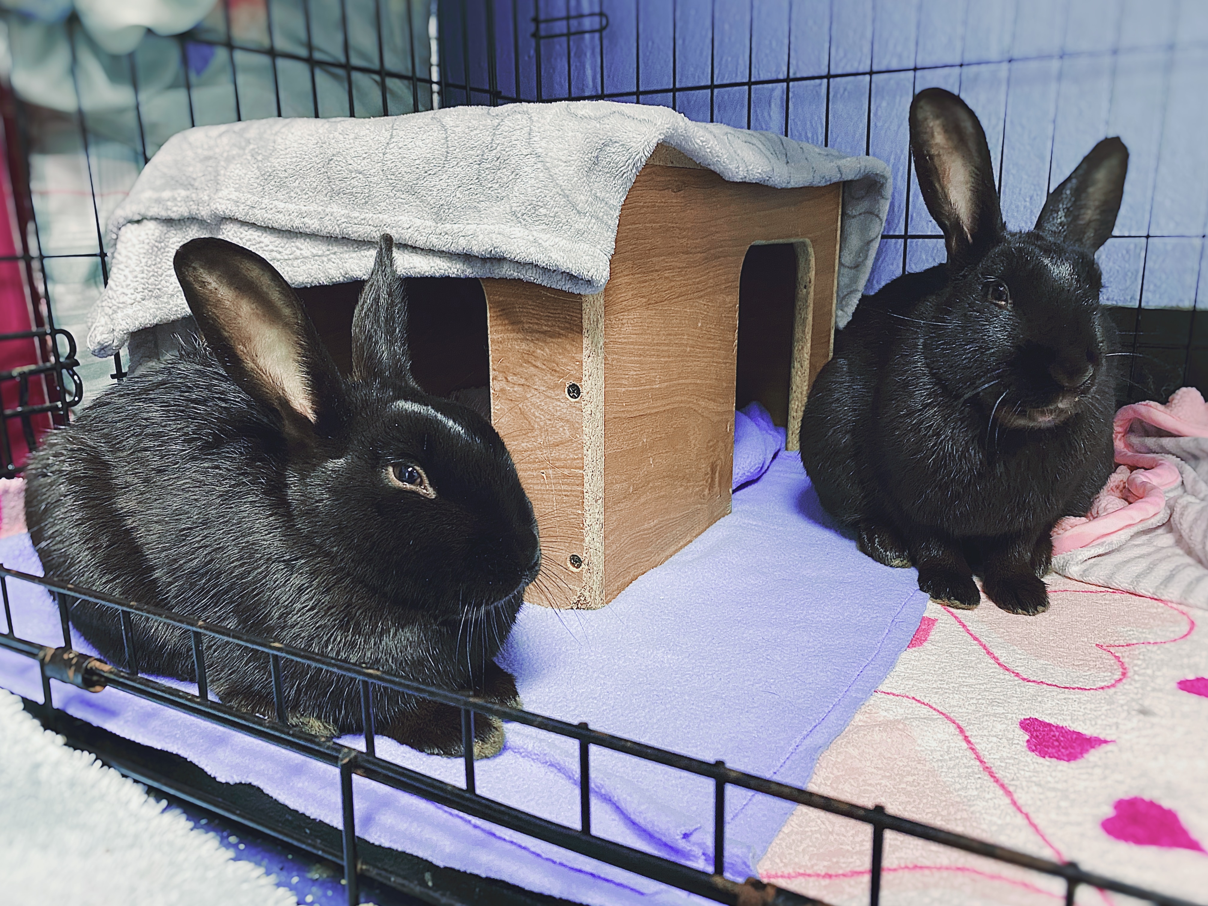 Jelly & Bean, a Adoptable Havana in Whitehall, PA image 4/12