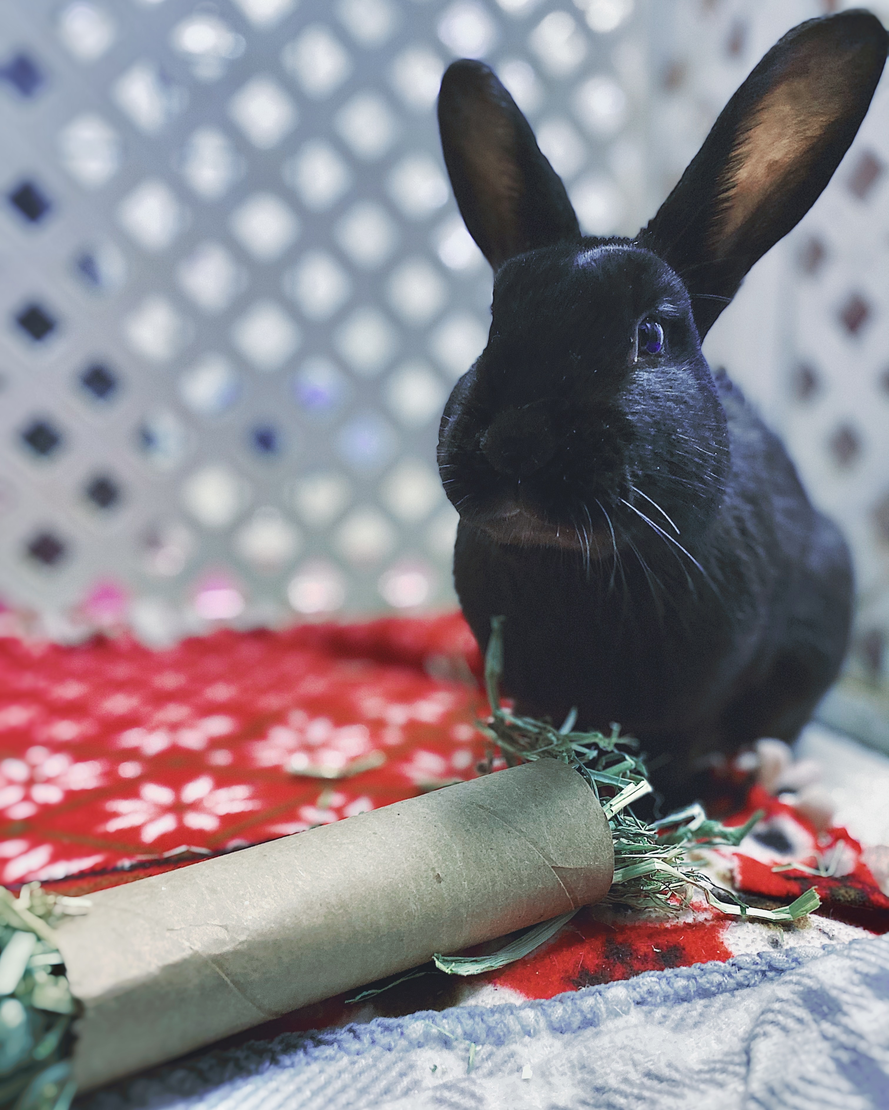 Jelly & Bean, a Adoptable Havana in Whitehall, PA image 5/12