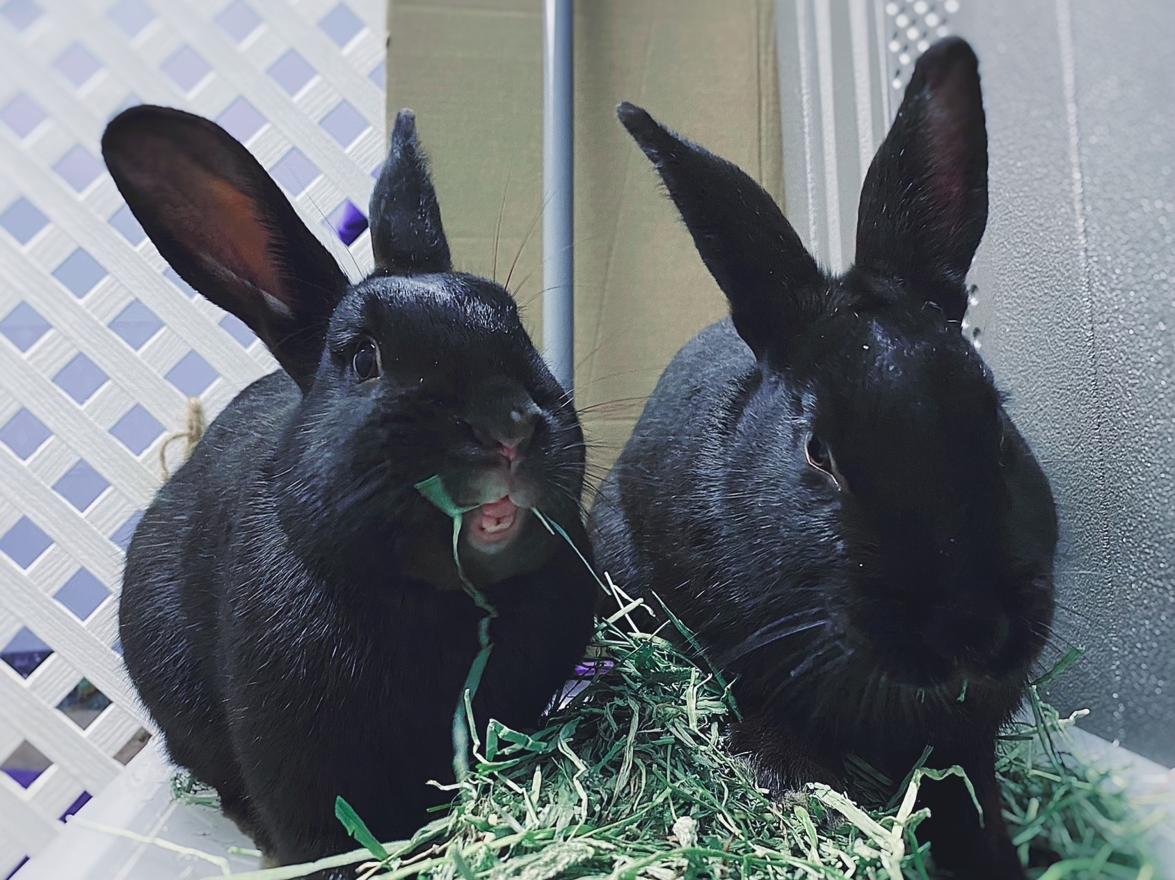 Jelly & Bean, a Adoptable Havana in Whitehall, PA image 6/12