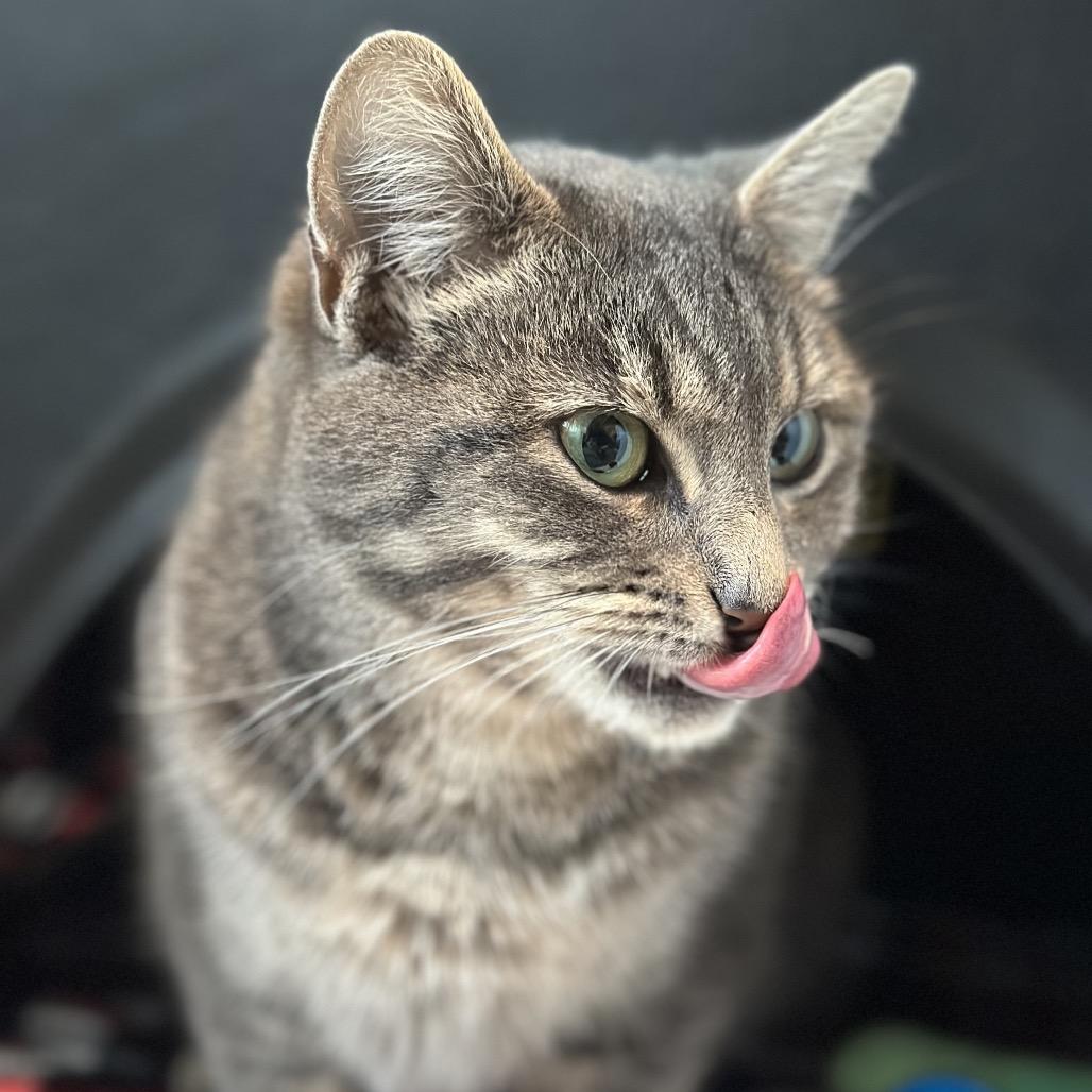 Enlarge Zuri, a Adoptable Domestic Short Hair in Port Angeles, WA image 1/1