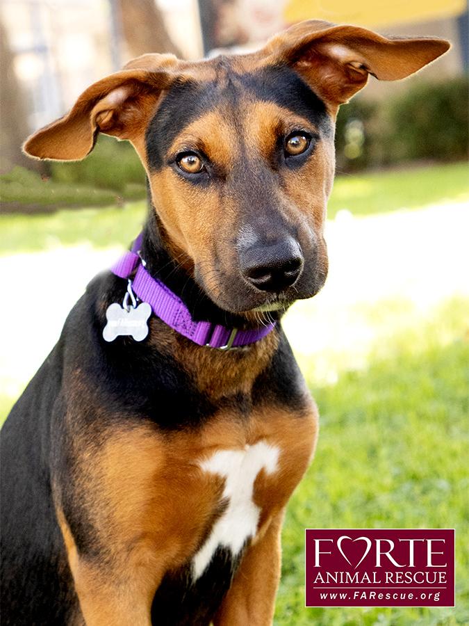 Enlarge Bolda, a Adoptable mixed breed in Marina Del Rey, CA image 2/6