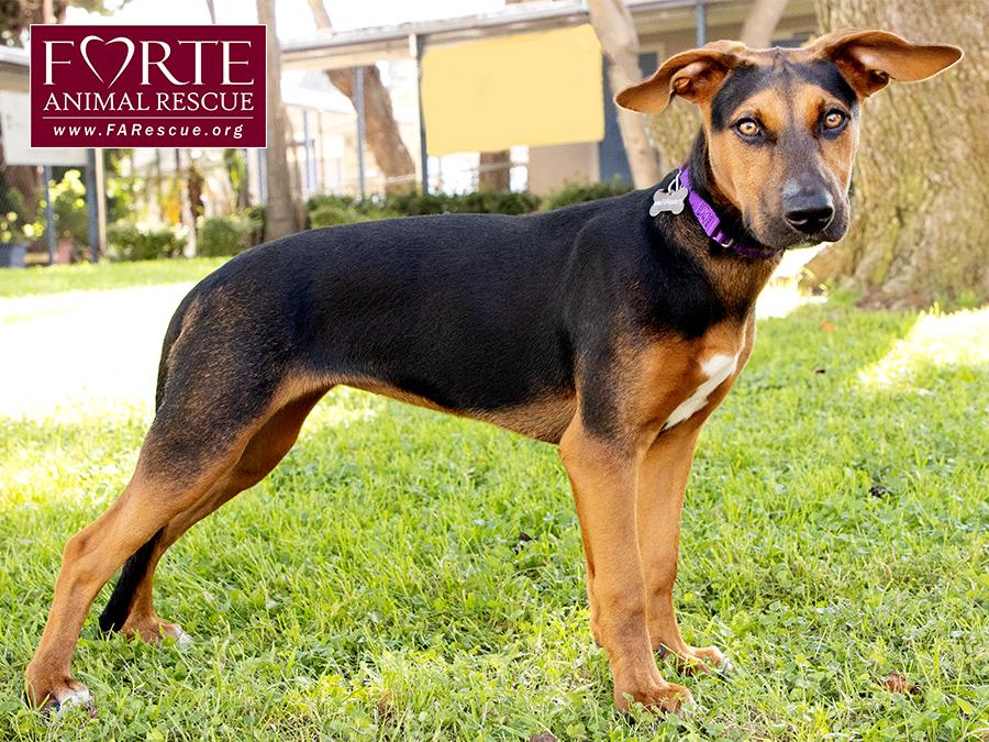 Enlarge Bolda, a Adoptable mixed breed in Marina Del Rey, CA image 4/6