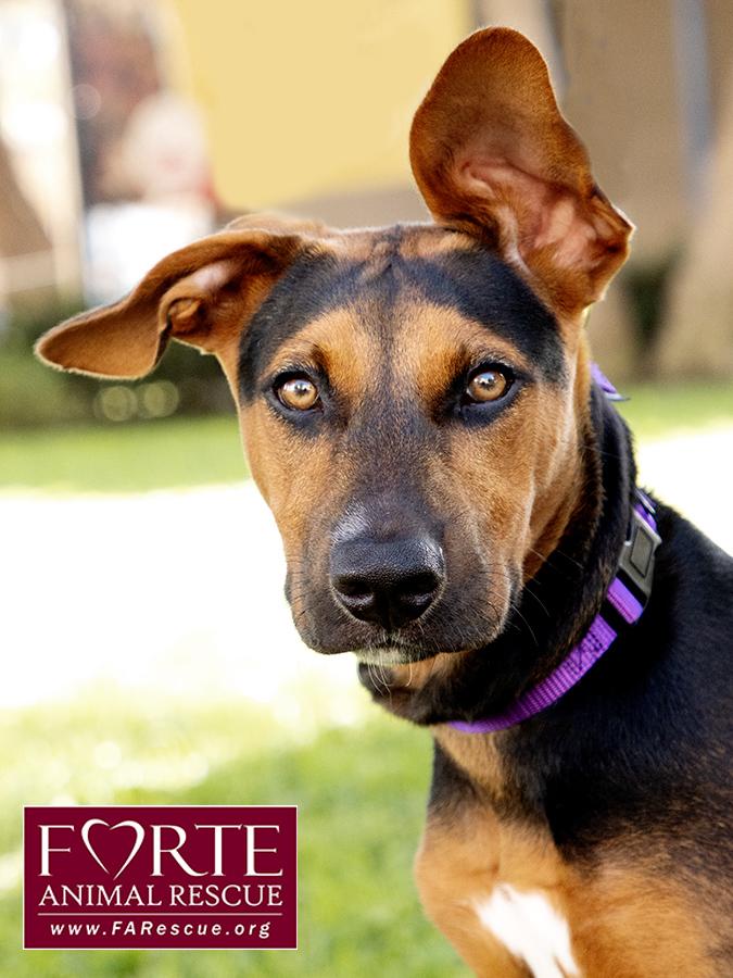 Enlarge Bolda, a Adoptable mixed breed in Marina Del Rey, CA image 5/6