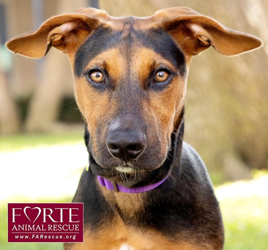 Bolda, Adoptable, Puppy Female Doberman Pinscher & German Pinscher.