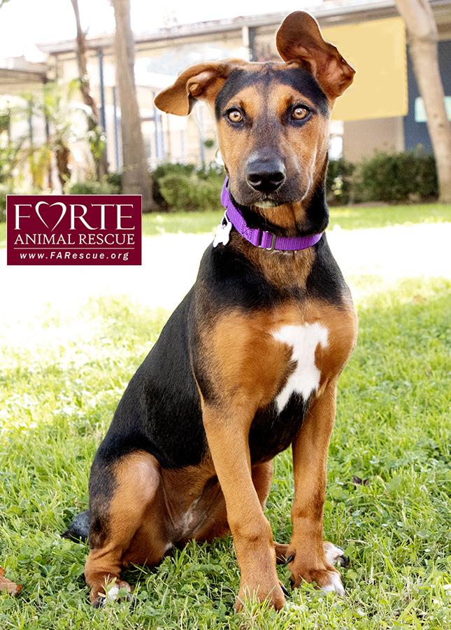Enlarge Bolda, a Adoptable mixed breed in Marina Del Rey, CA image 6/6