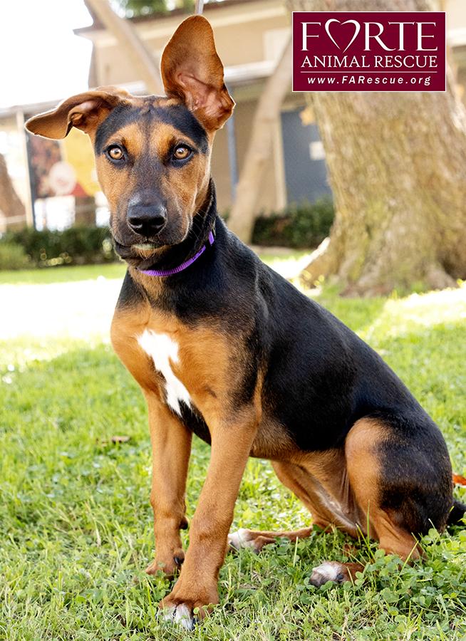 Enlarge Bolda, a Adoptable mixed breed in Marina Del Rey, CA image 3/6