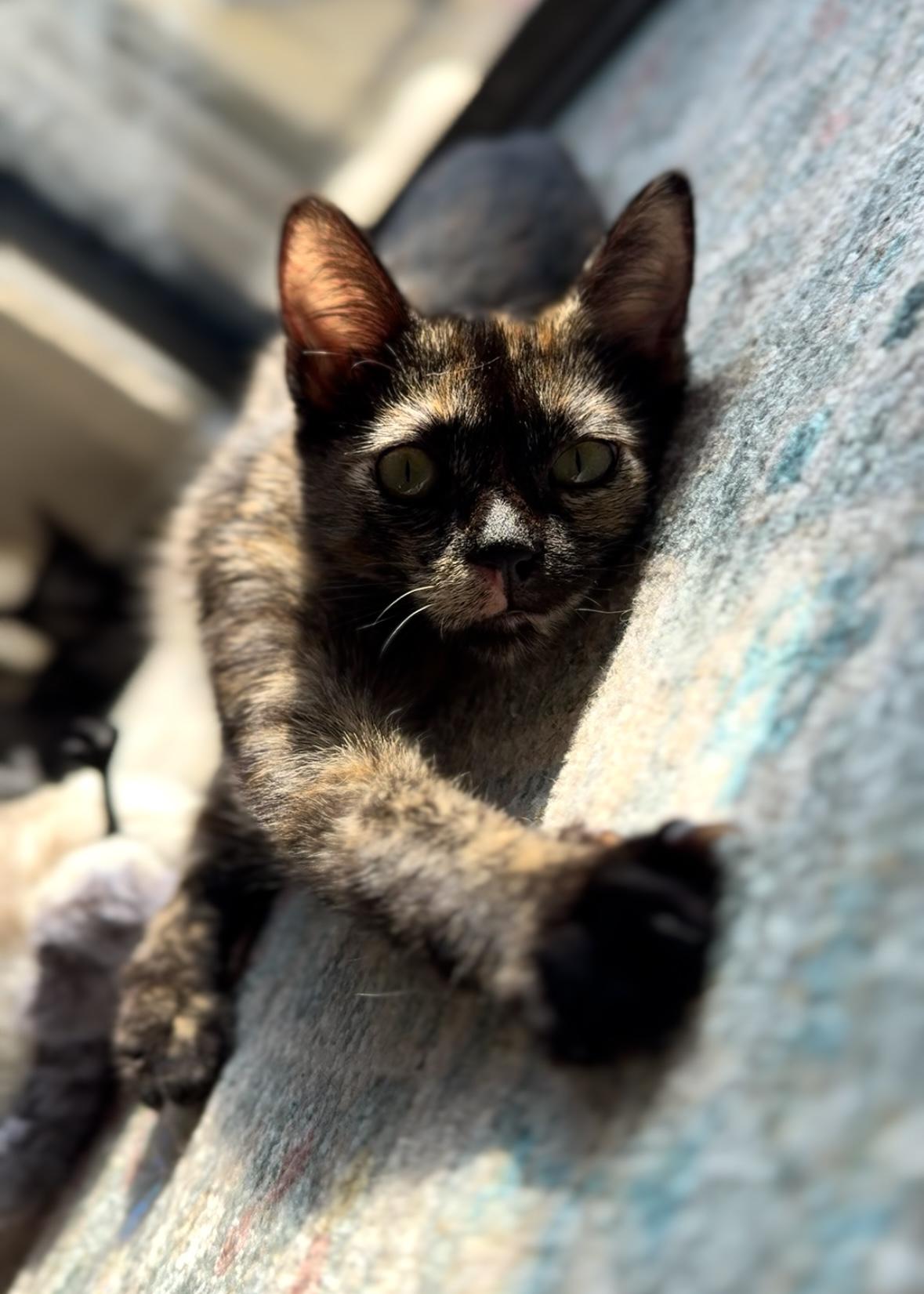 Clover, Adoptable, Young Female Tortoiseshell.