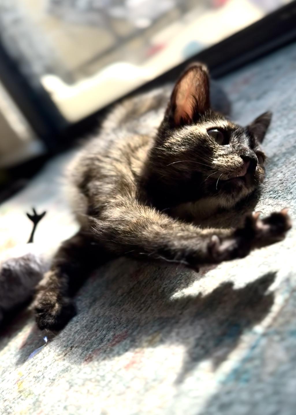 Clover, a Adoptable Tortoiseshell in Garden Grove, CA image 5/6