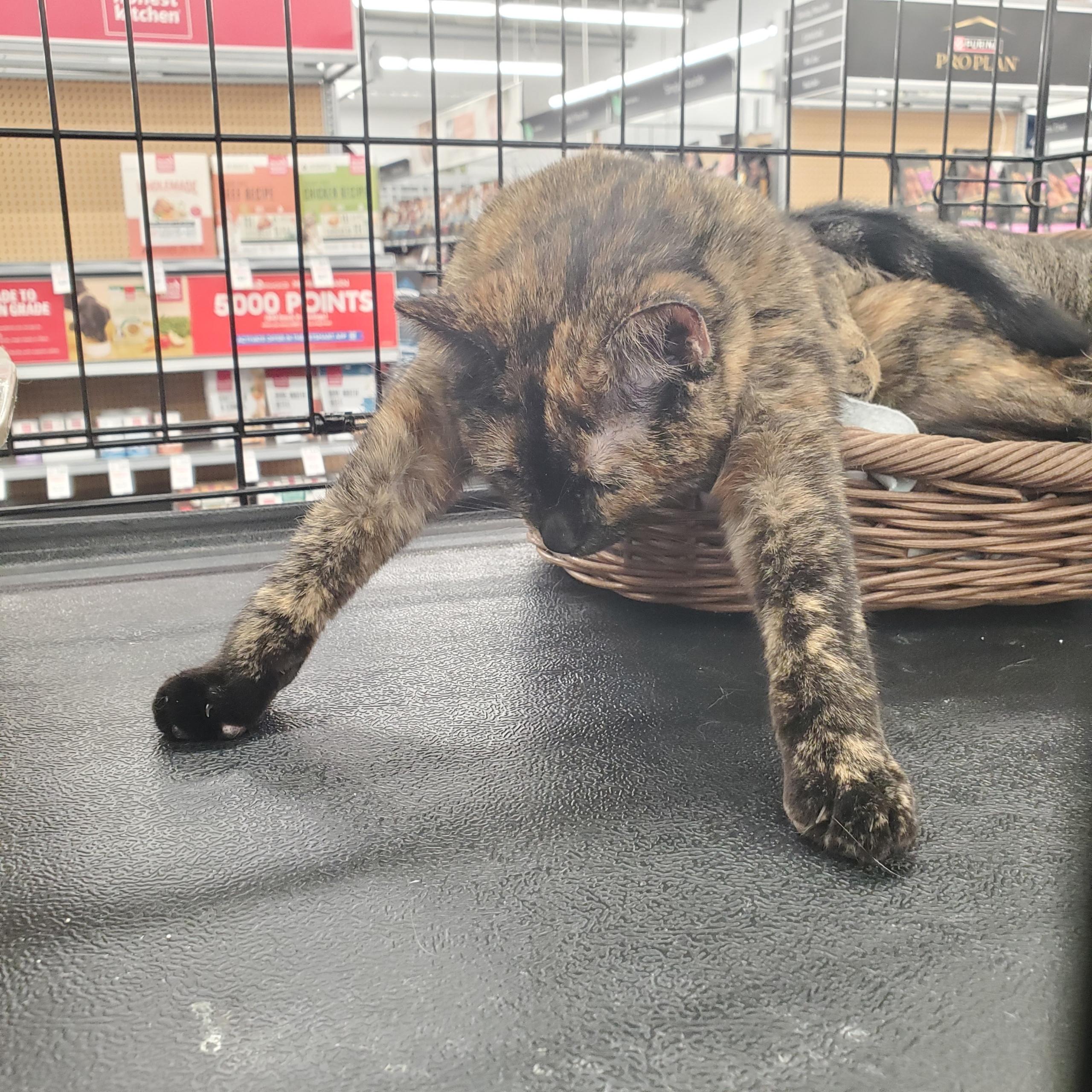 Enlarge Clover, a Adoptable Tortoiseshell in Garden Grove, CA image 6/6