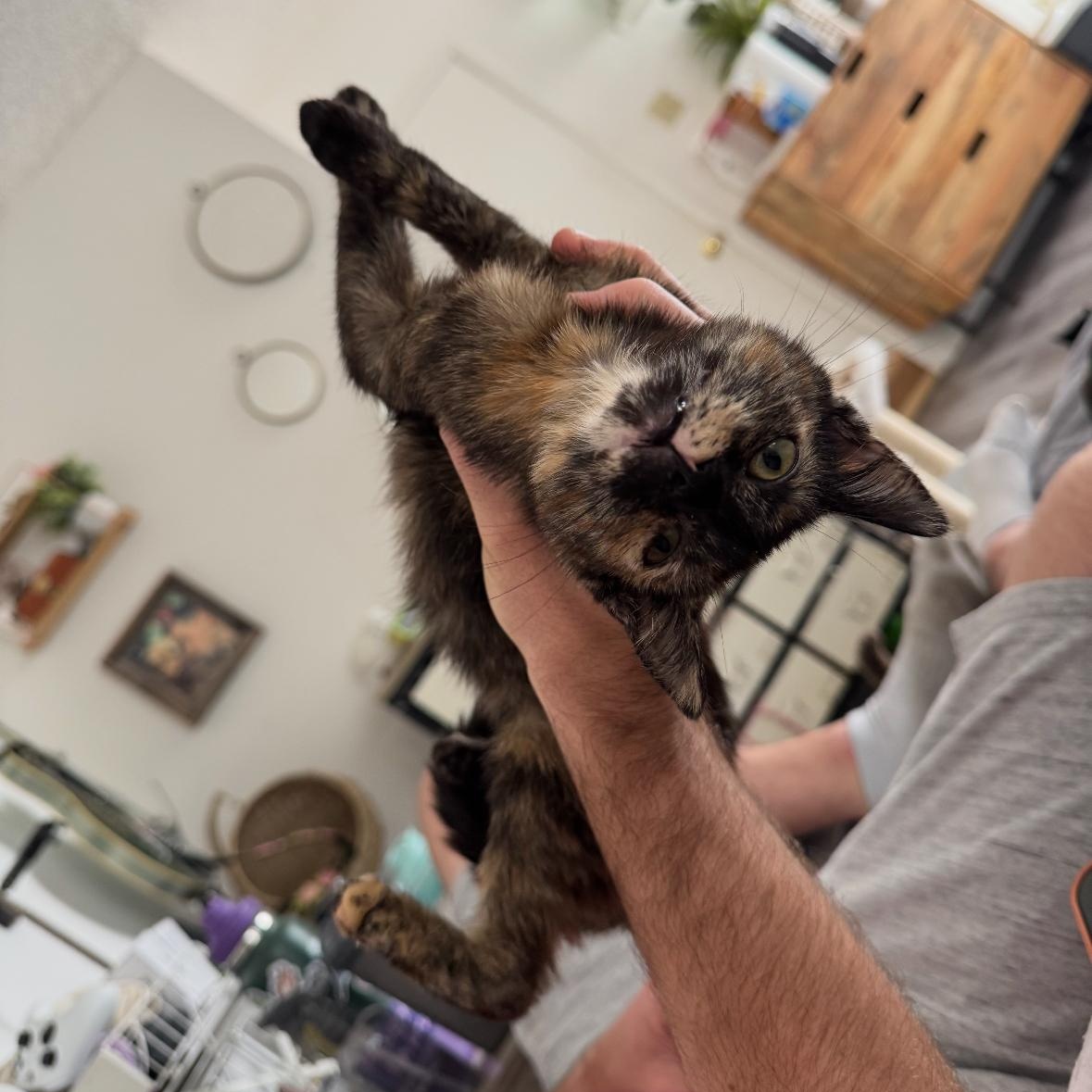 Clover, a Adoptable Tortoiseshell in Garden Grove, CA image 4/6