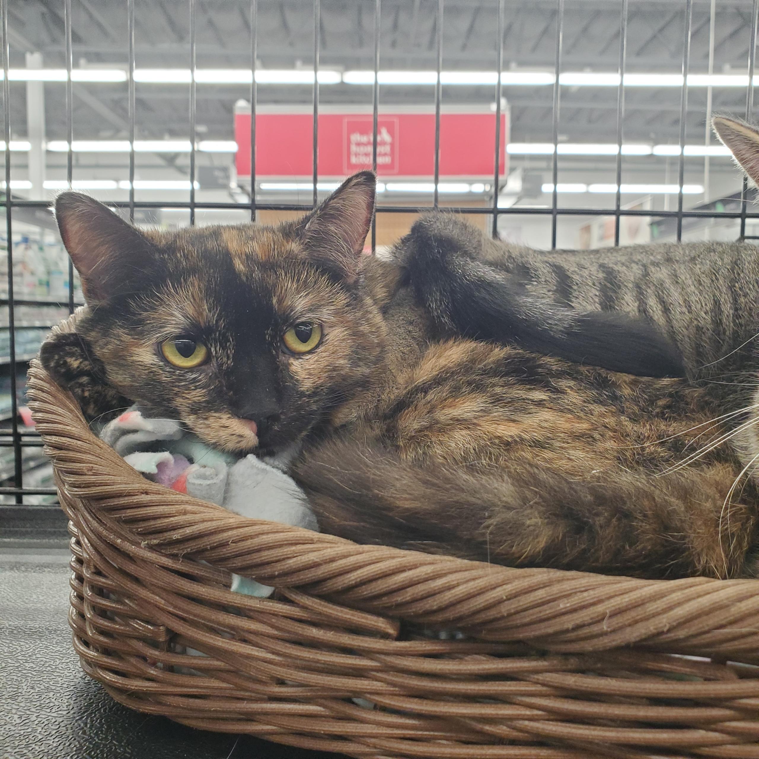 Clover, Adoptable, Young Female Tortoiseshell.