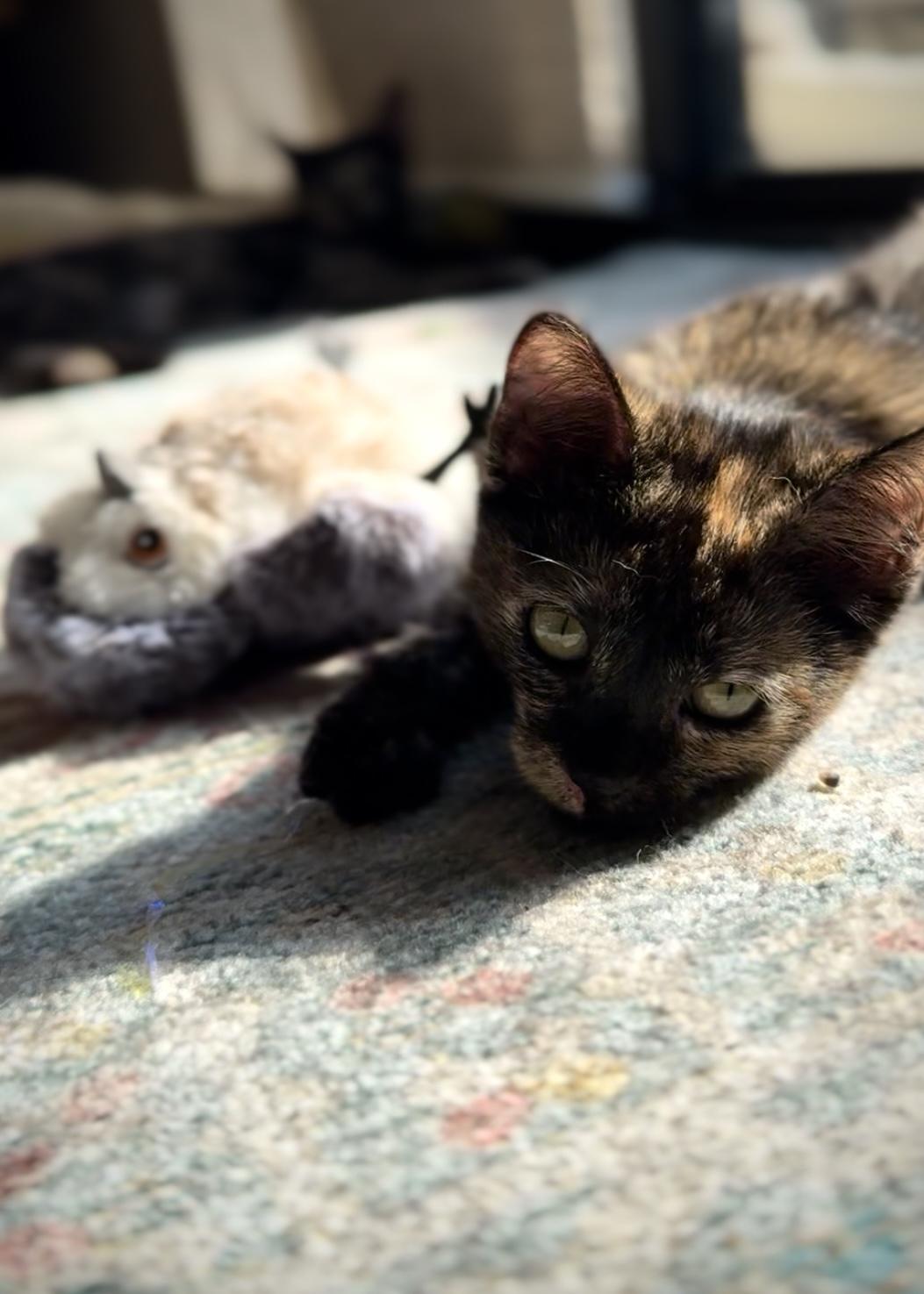 Clover, a Adoptable Tortoiseshell in Garden Grove, CA image 2/6