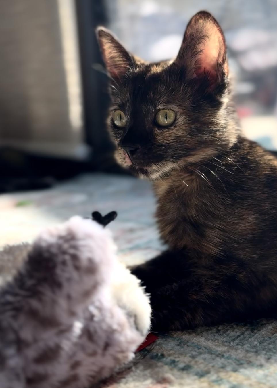 Clover, a Adoptable Tortoiseshell in Garden Grove, CA image 3/6