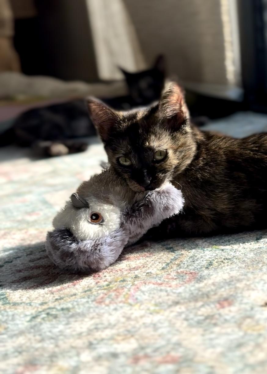 Clover, a Adoptable Tortoiseshell in Garden Grove, CA image 6/6