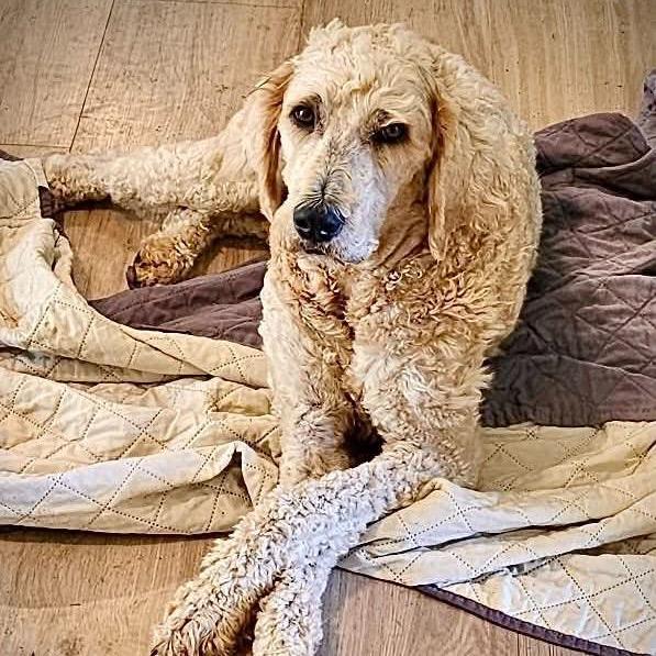 Peanut, Adoptable, Adult Male Poodle & Mixed Breed.