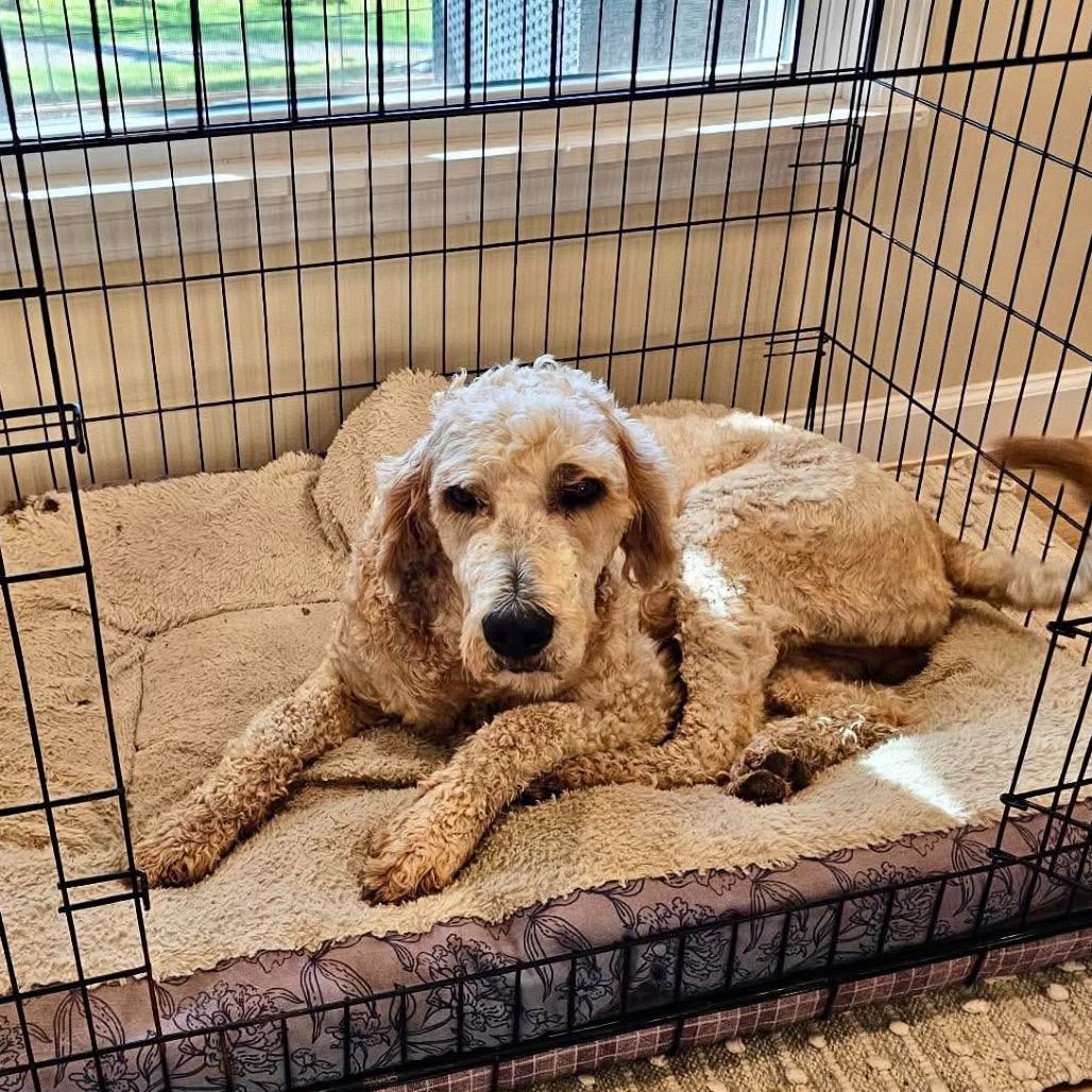 Enlarge Peanut, a Adoptable mixed breed in Phoenix, MD image 2/5