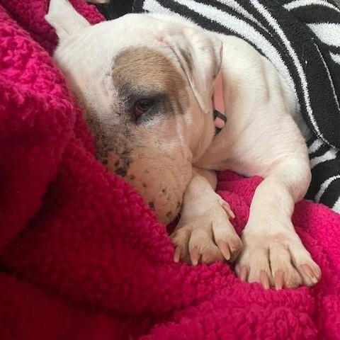 Enlarge Starbie, a ADOPTABLE mixed breed in Columbia, SC image 5/6