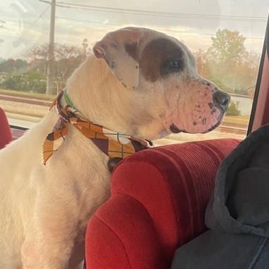 Enlarge Starbie, a ADOPTABLE mixed breed in Columbia, SC image 3/6