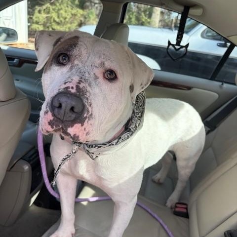 Enlarge Starbie, a ADOPTABLE mixed breed in Columbia, SC image 4/6