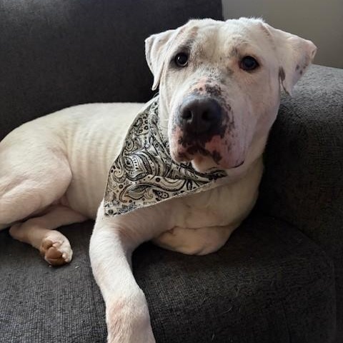 Enlarge Starbie, a ADOPTABLE mixed breed in Columbia, SC image 2/6