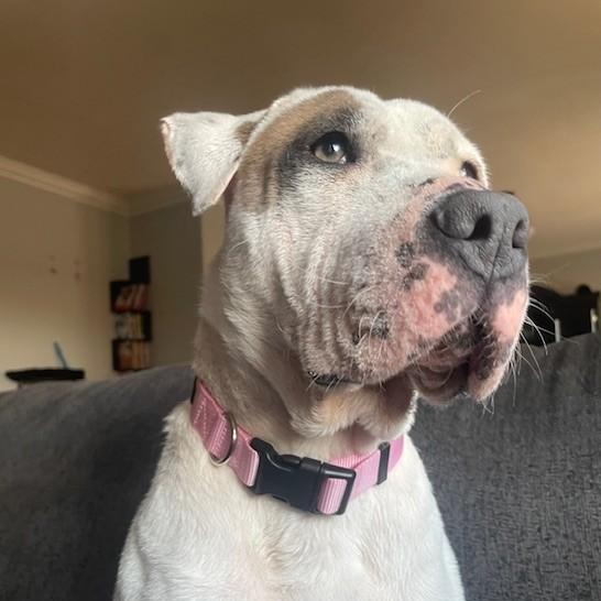 Enlarge Starbie, a ADOPTABLE mixed breed in Columbia, SC image 6/6