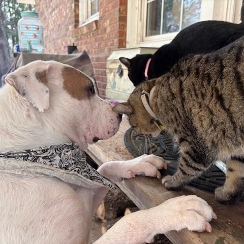 Enlarge Starbie, a ADOPTABLE mixed breed in Columbia, SC image 1/6