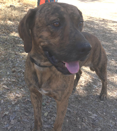 Enlarge Handsome Truffles, a Adoptable Plott Hound in Oakhurst, CA image 1/2