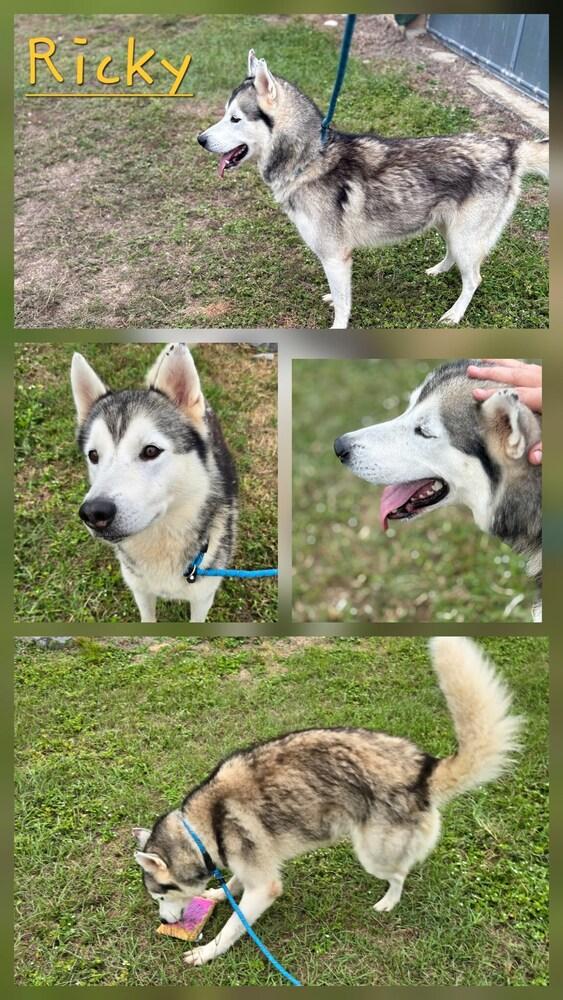 Ricky, Adoptable, Young Male Husky.