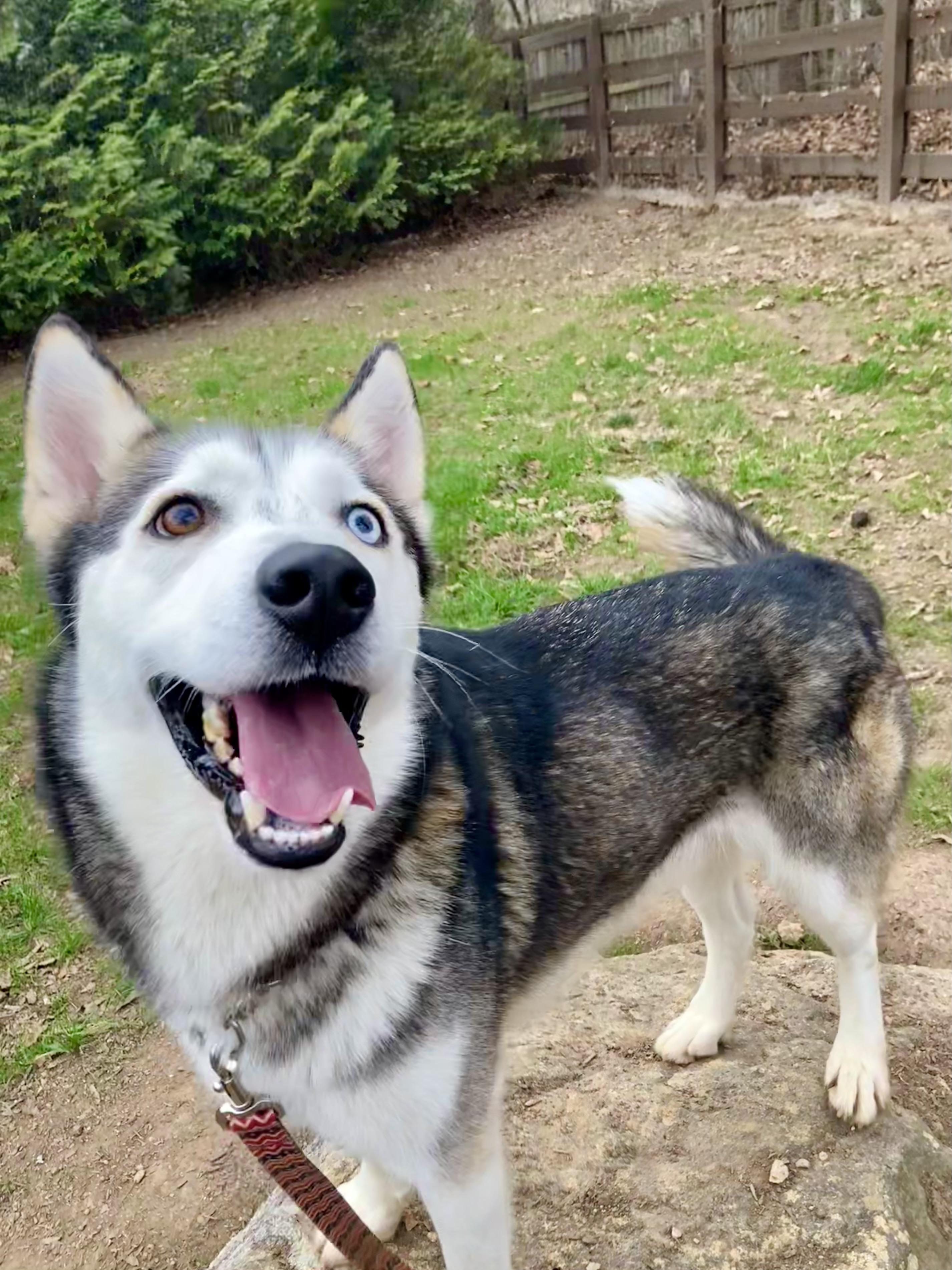 Enlarge Lobo, a ADOPTABLE Siberian Husky in Cumming, GA image 2/5