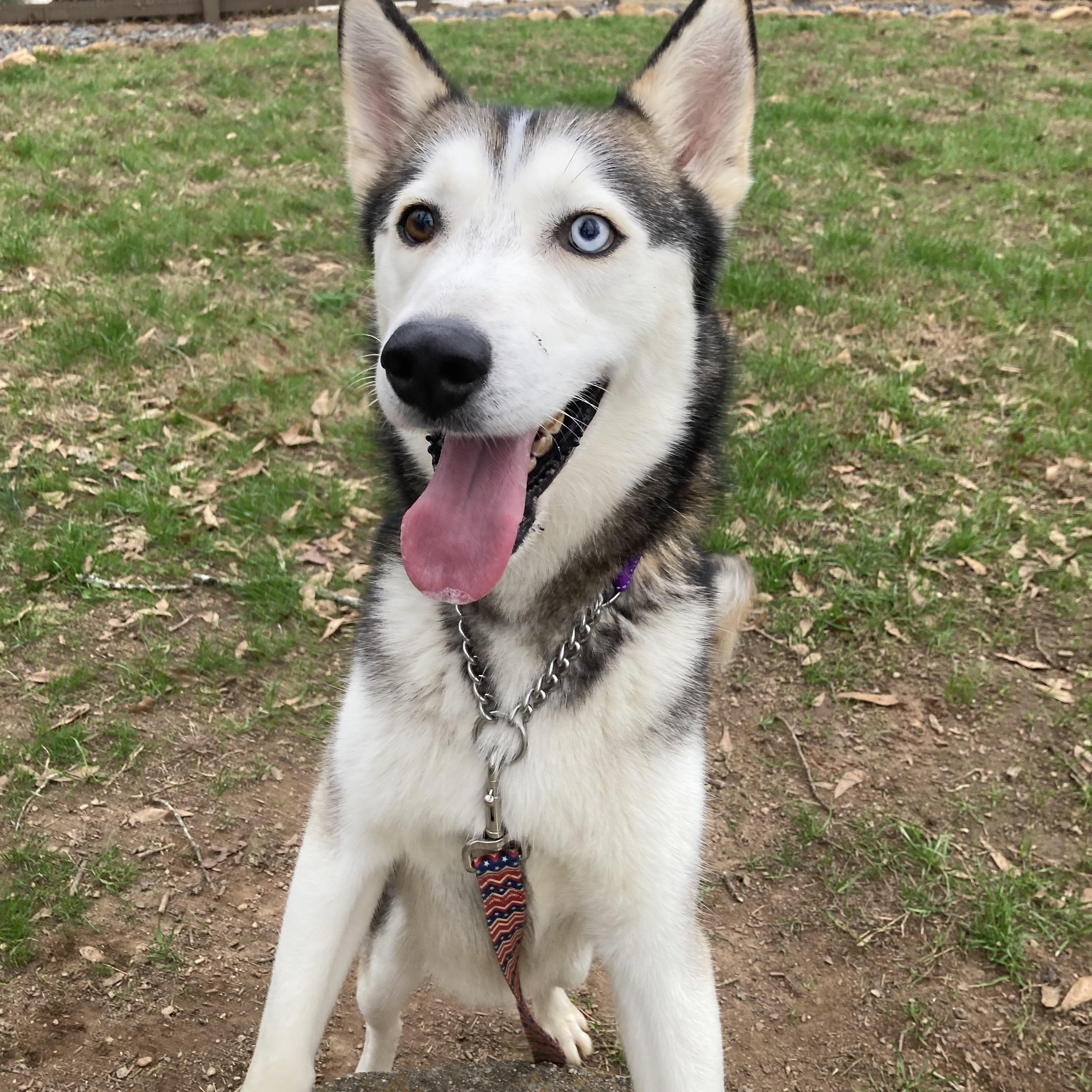 Enlarge Lobo, a ADOPTABLE Siberian Husky in Cumming, GA image 3/5