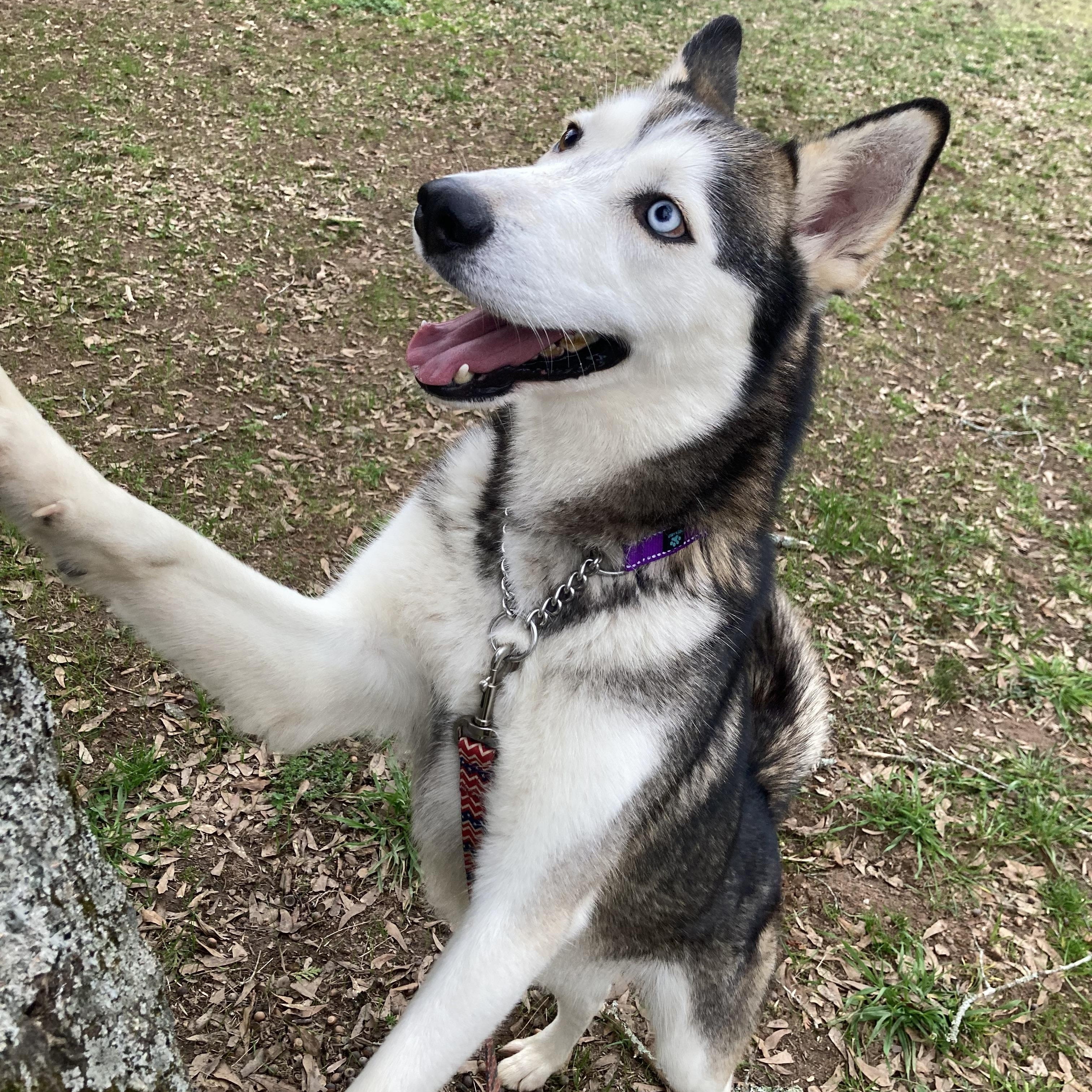 Lobo, ADOPTABLE, Adult Male Siberian Husky.