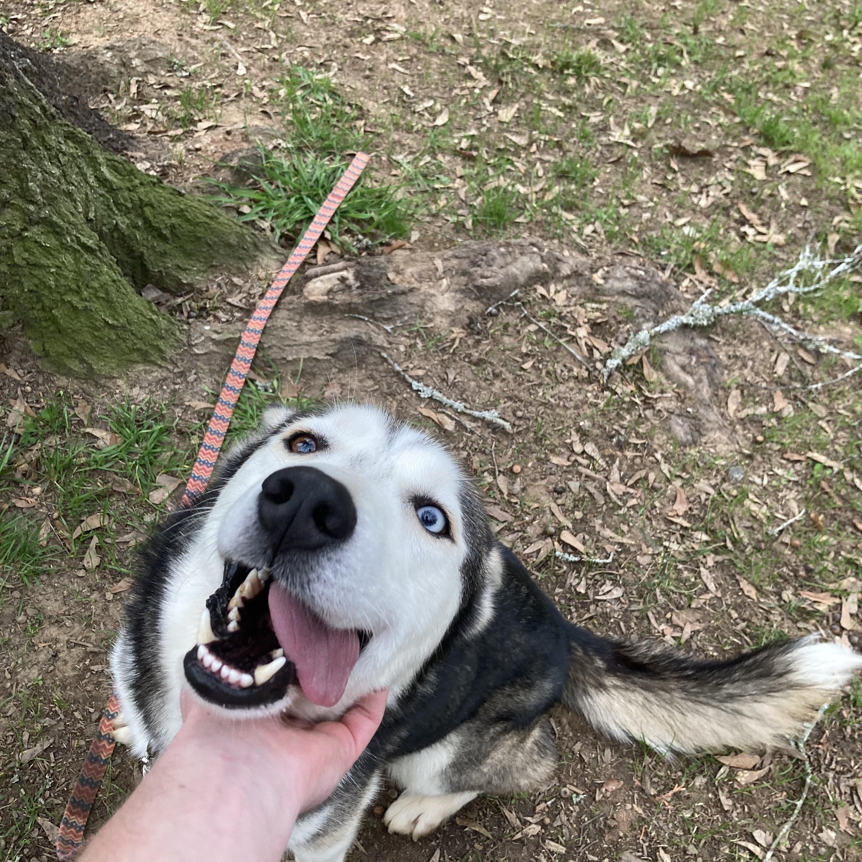 Enlarge Lobo, a ADOPTABLE Siberian Husky in Cumming, GA image 4/5