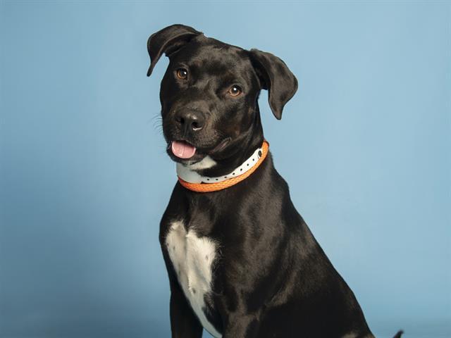 DOJA, Adoptable, Young Female Pit Bull Terrier.