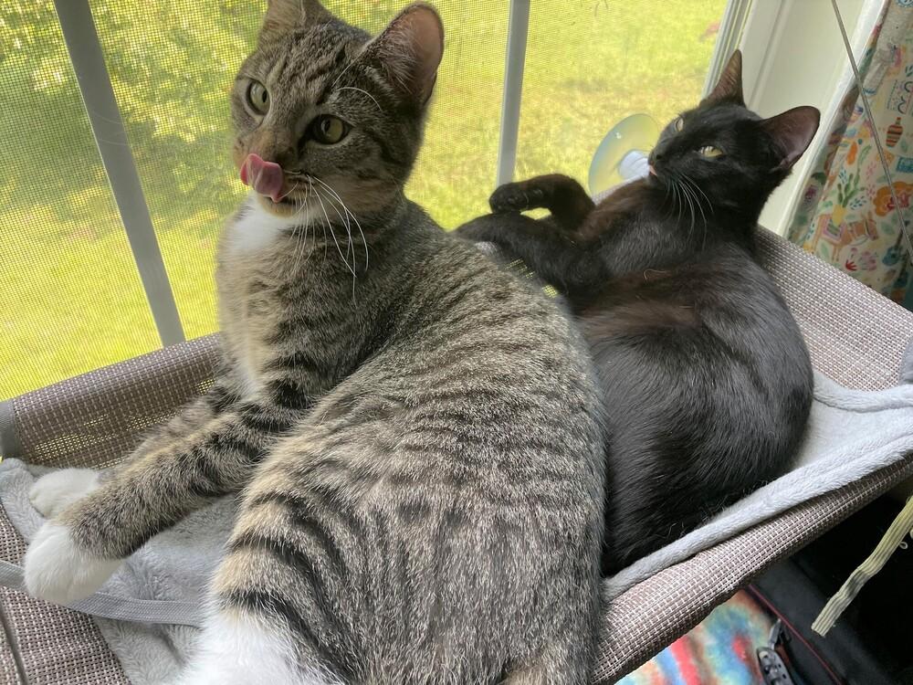 Enlarge Apple, a Adoptable Tabby in Cary, NC image 3/4