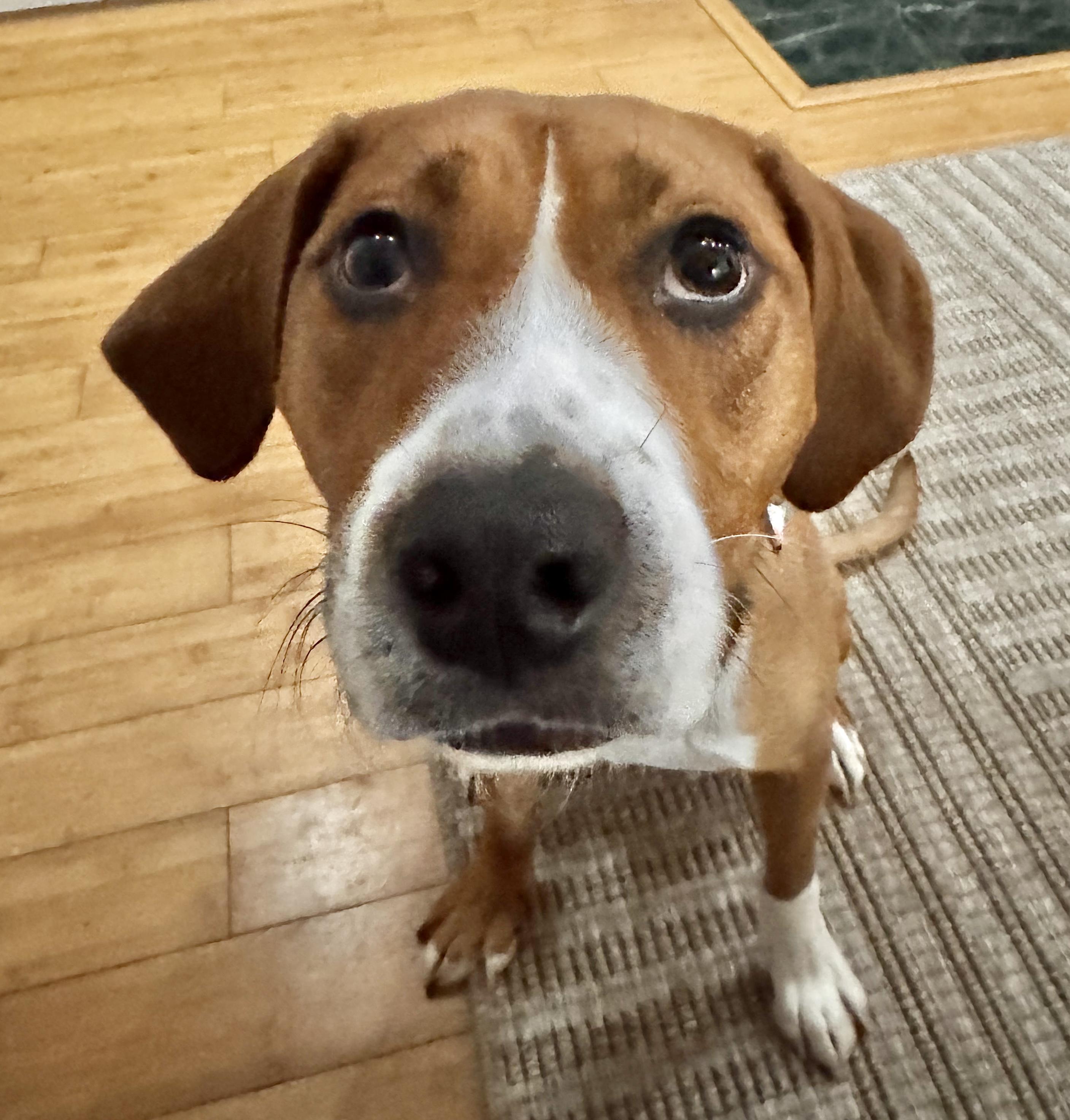 Molly, a Adoptable mixed breed image 5/5