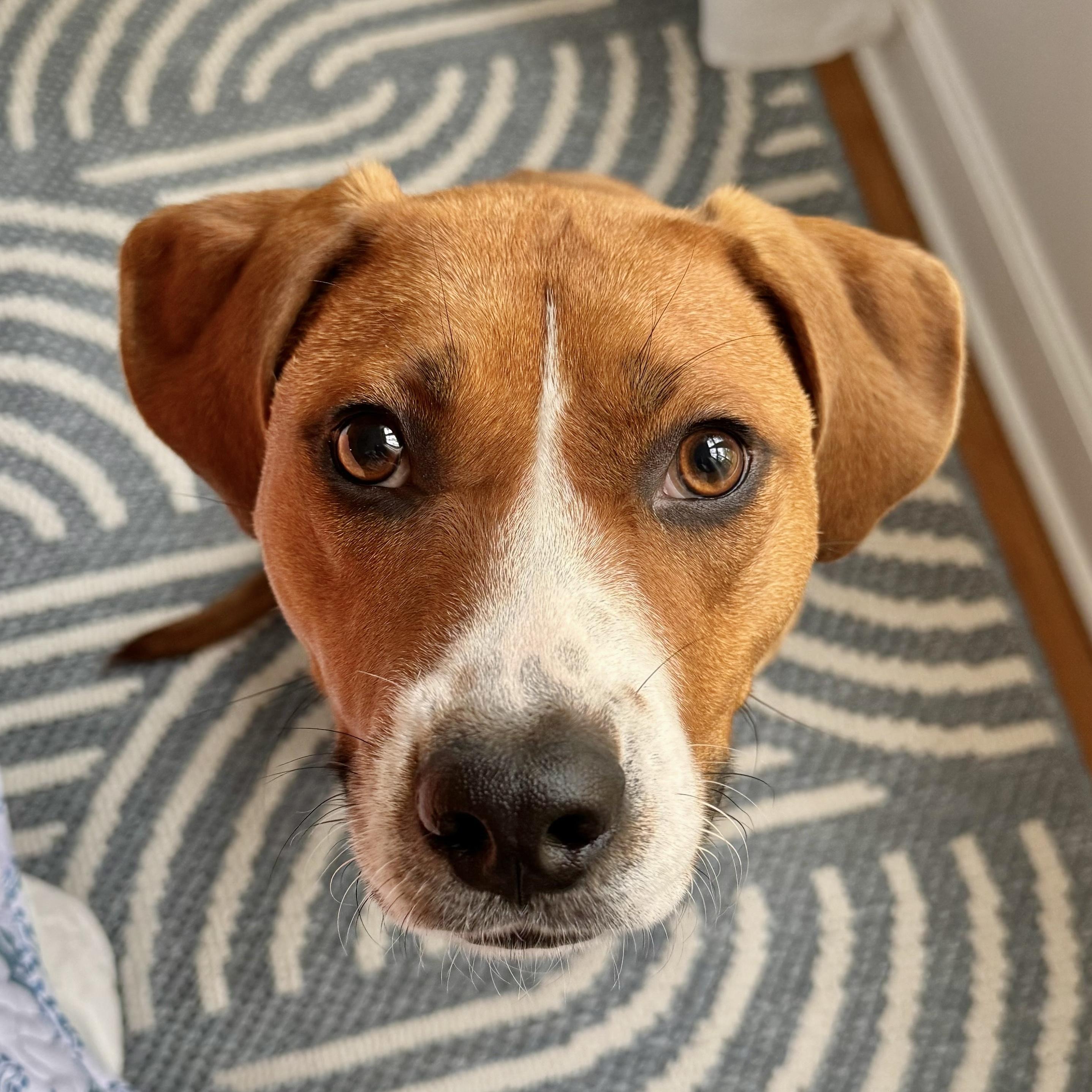 Molly, a Adoptable mixed breed image 2/5