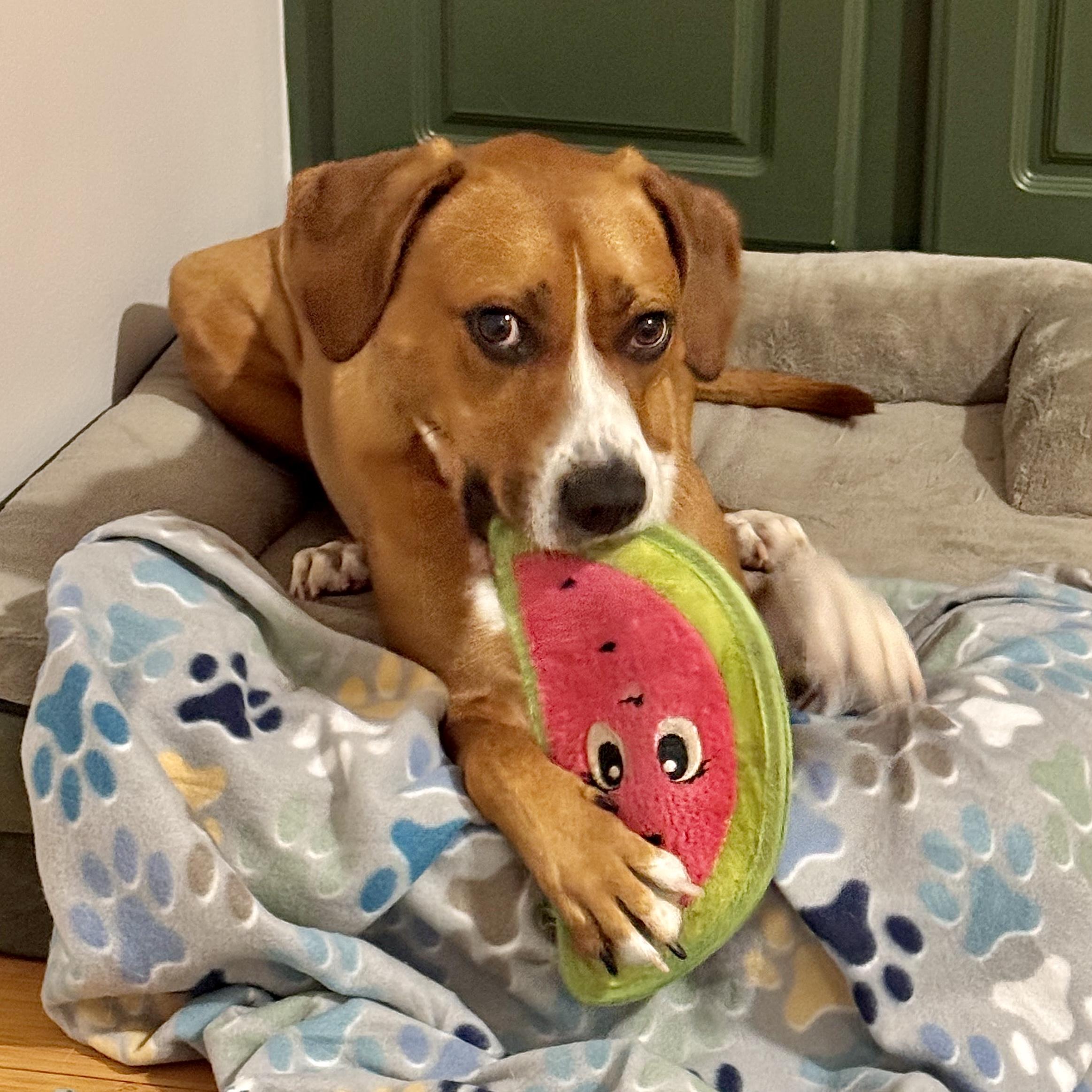 Enlarge Molly, a Adoptable mixed breed in Ridgeland, SC image 3/5