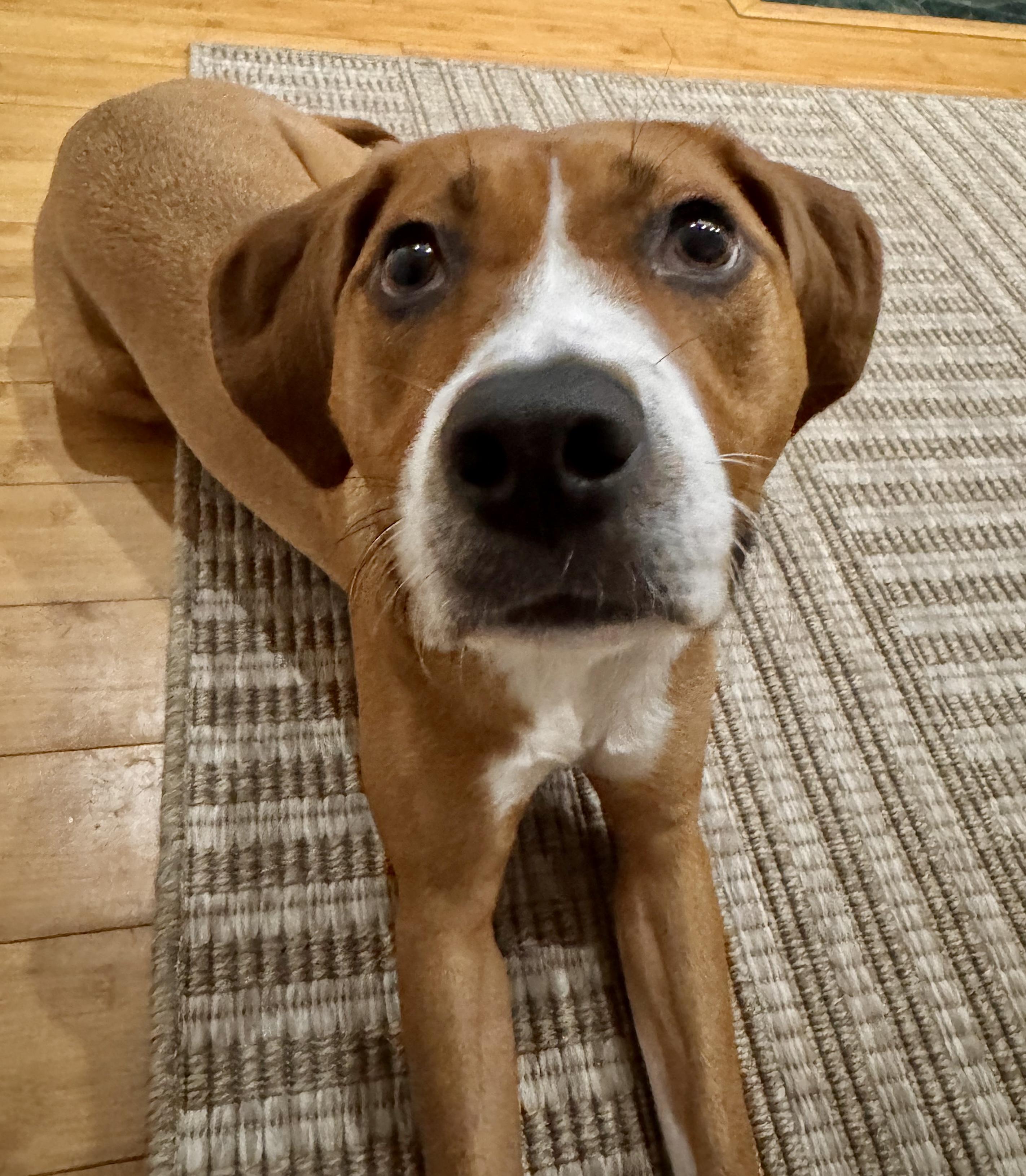 Molly, a Adoptable mixed breed image 3/5