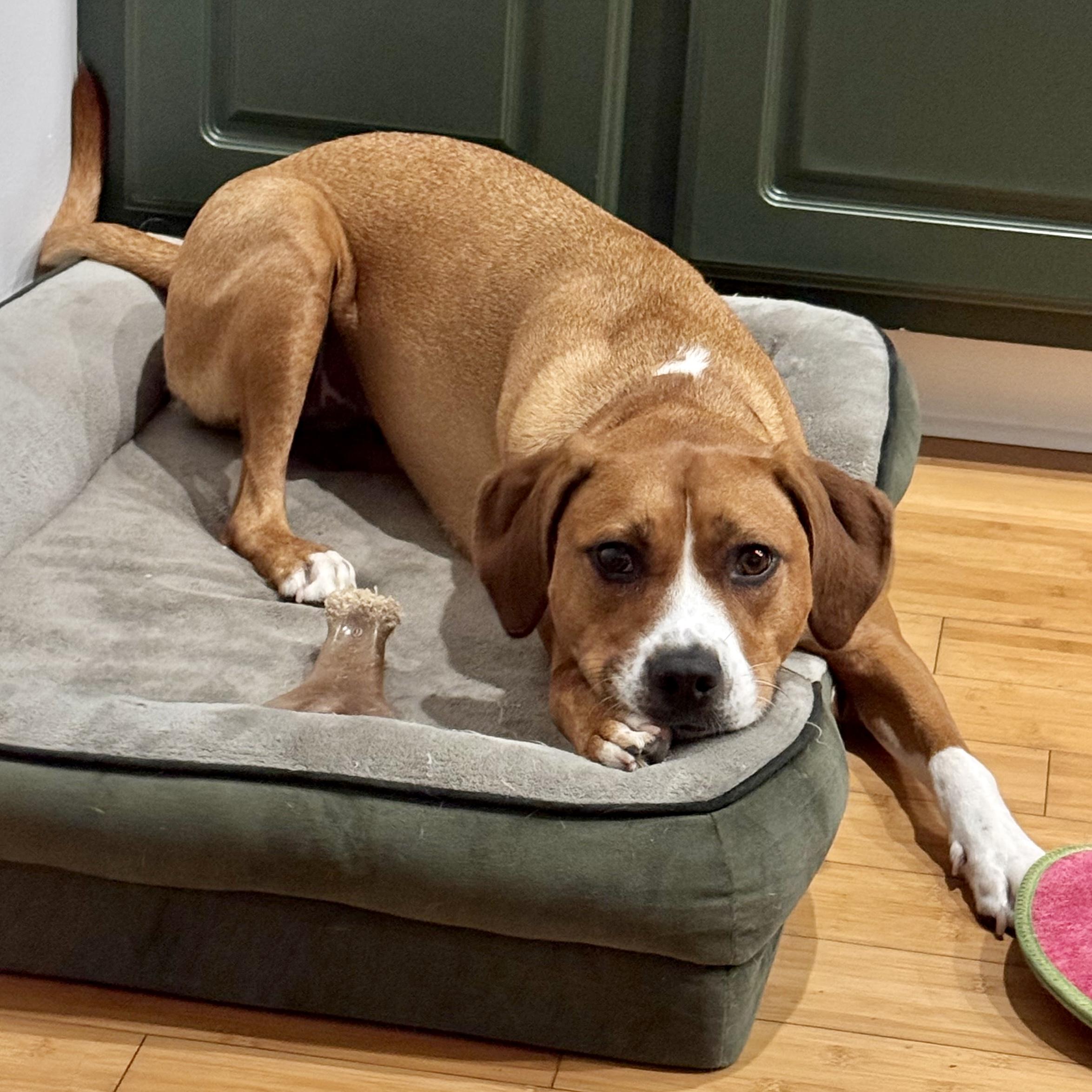 Molly, a Adoptable mixed breed image 4/5