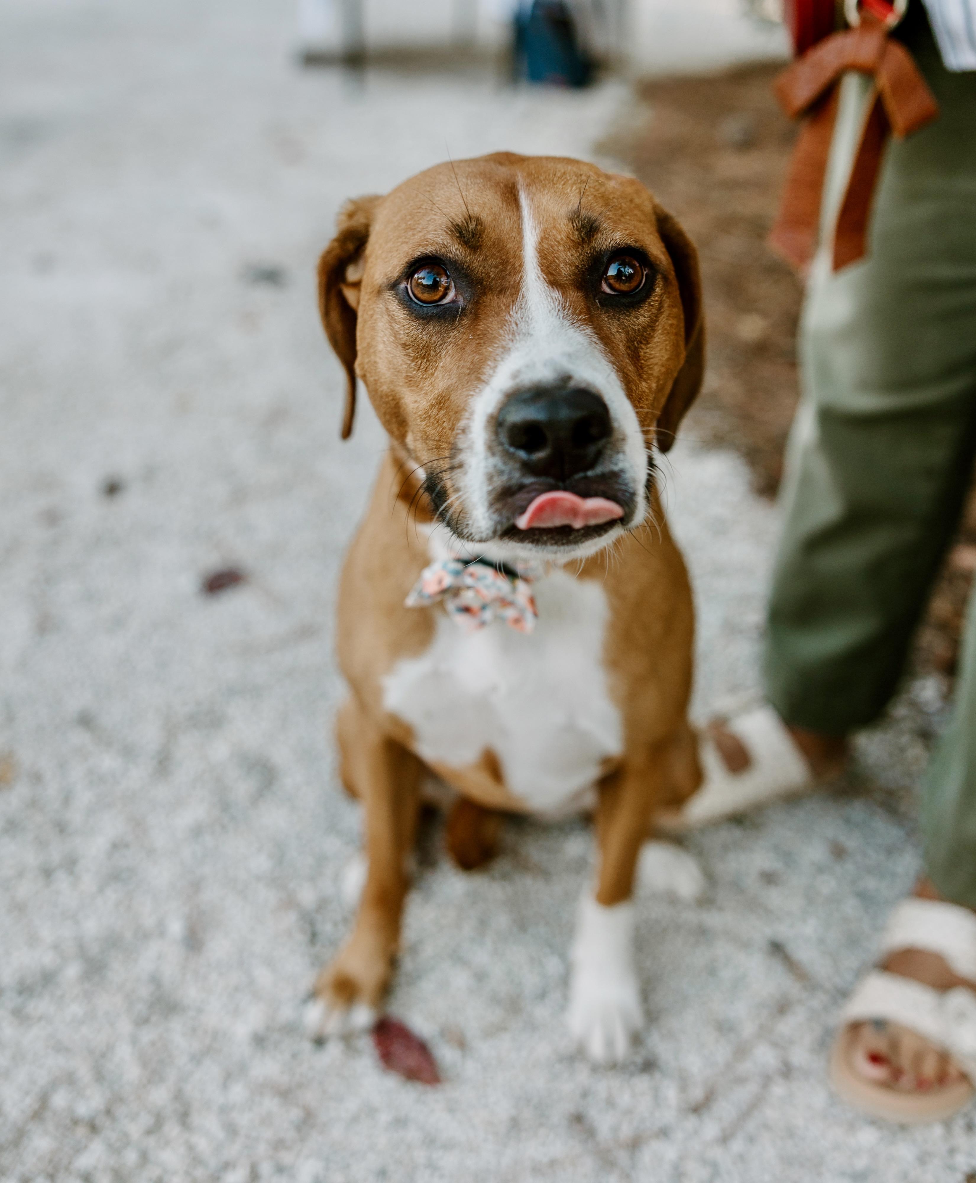Molly, a Adoptable mixed breed image 1/5