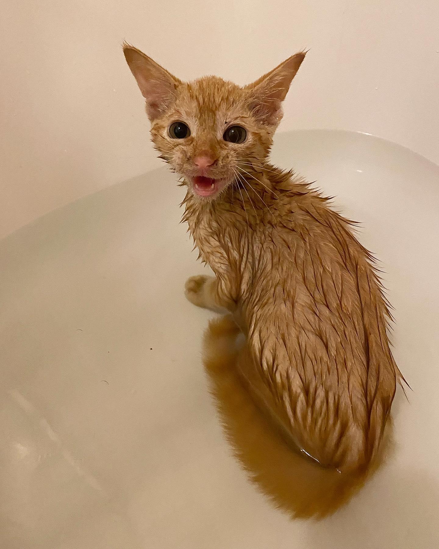 Phineas, Adopted, Adult Male Domestic Short Hair.