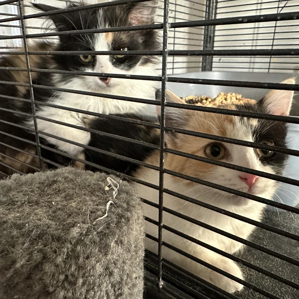 Enlarge Kat, a Adoptable Domestic Long Hair in Enterprise, AL image 1/1