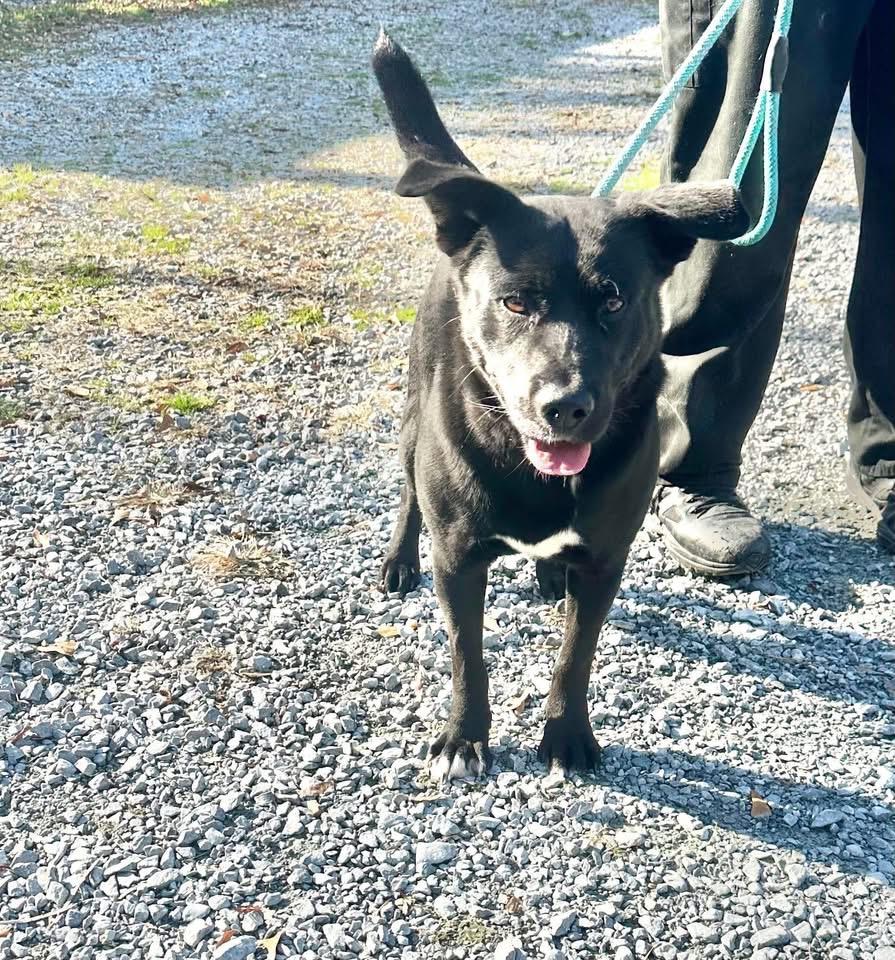 Courage, ADOPTABLE, Young Male Black Labrador Retriever.