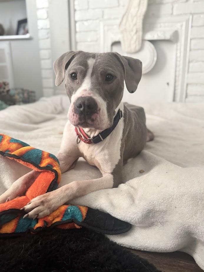 Enlarge Canyon (Foster/Adopter Needed By Jan 1st), a Adoptable American Bulldog in Clayton, NC image 6/6